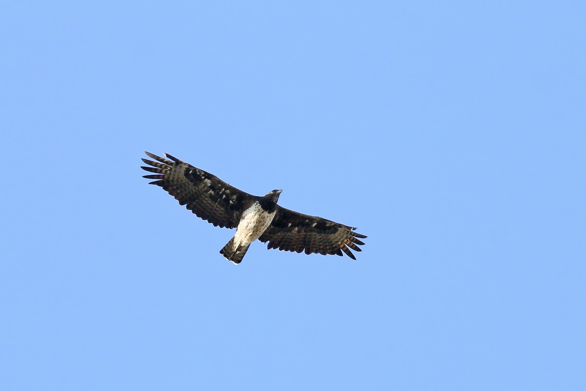 Martial Eagle - ML580326621