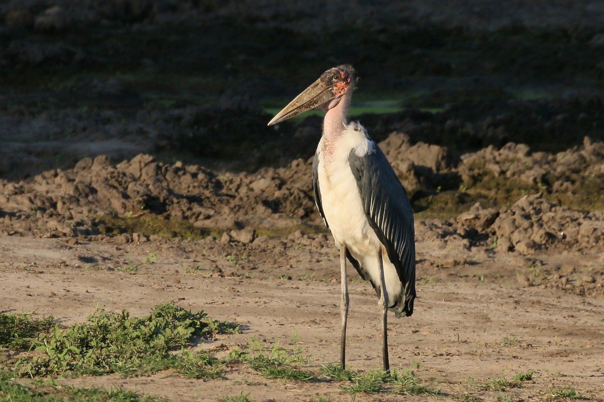 Marabou Stork - ML580326721