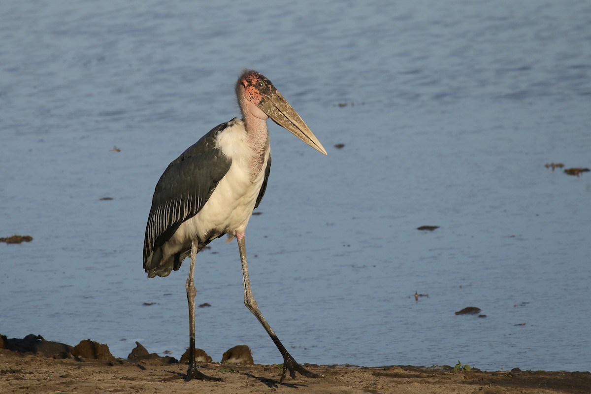 Marabou Stork - ML580326731