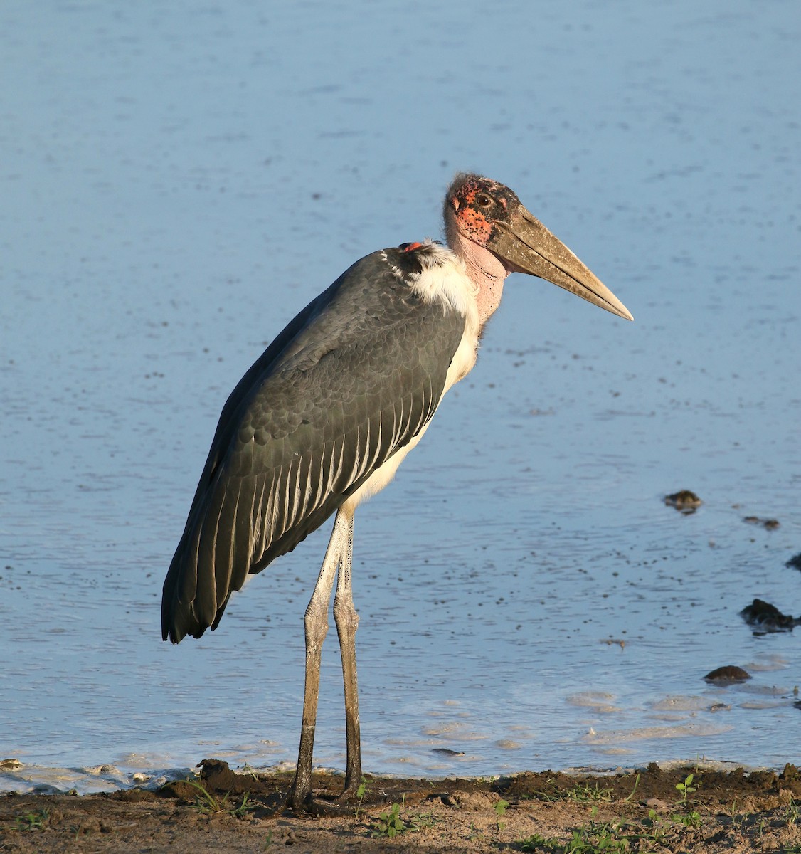 Marabou Stork - ML580326741