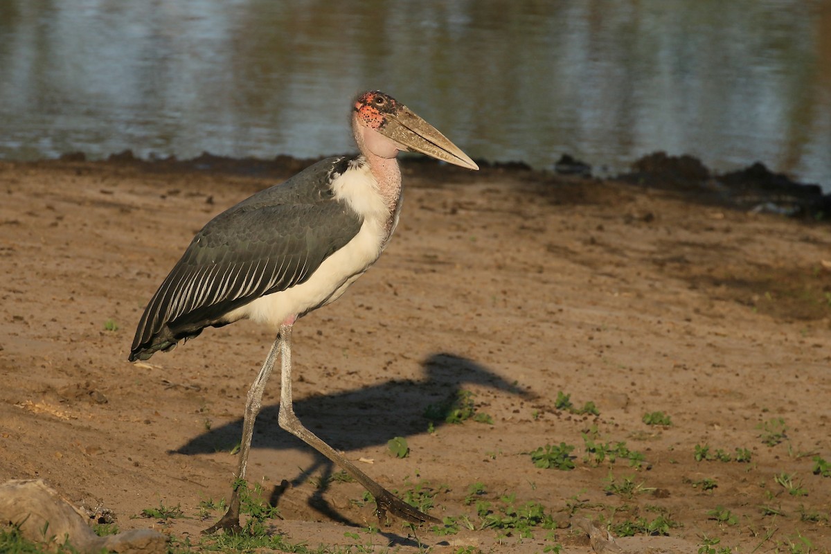 アフリカハゲコウ - ML580326751