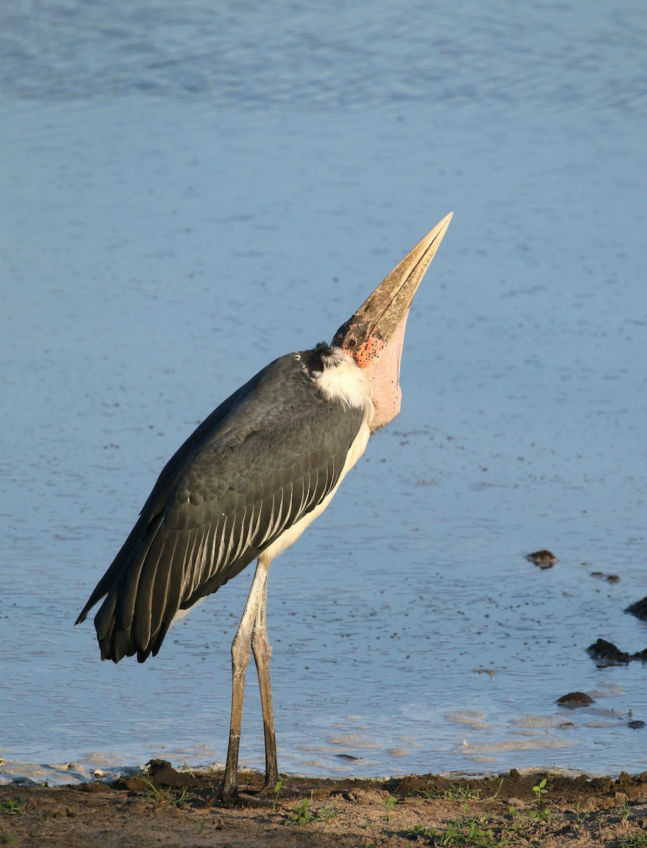 Marabou Stork - ML580326761