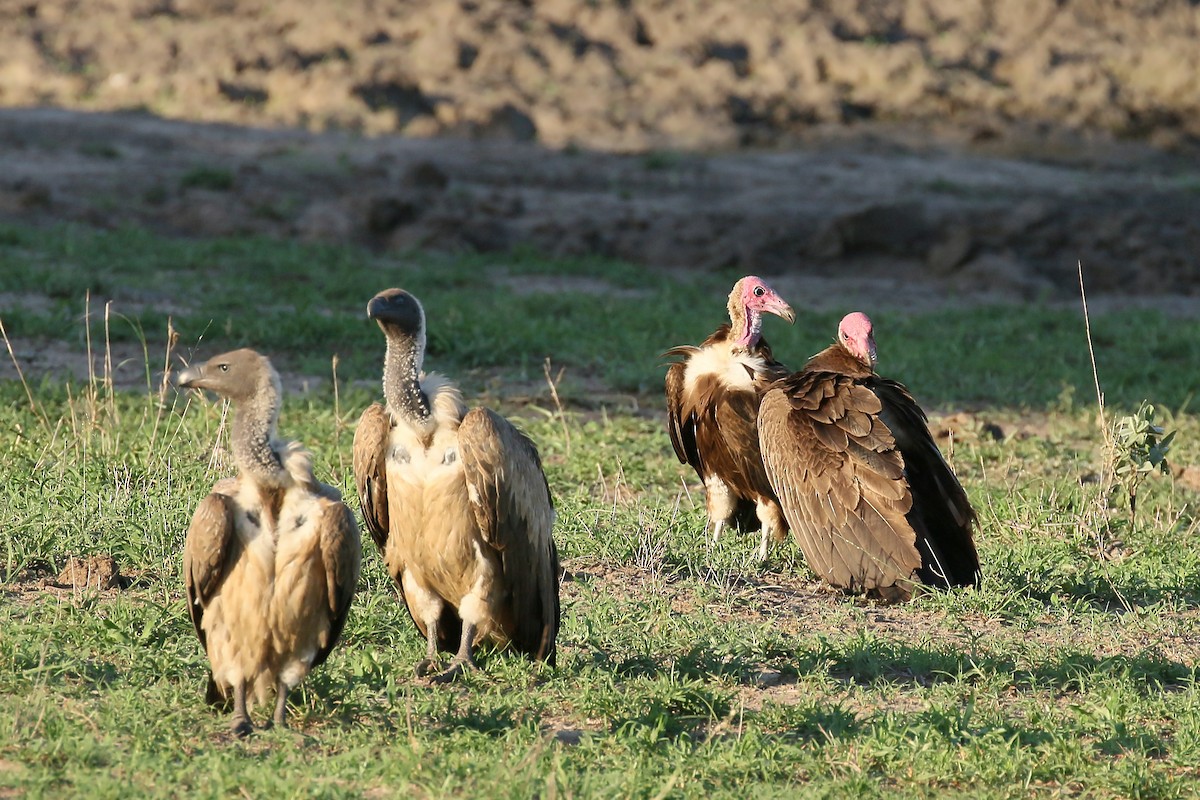 Hooded Vulture - ML580327121