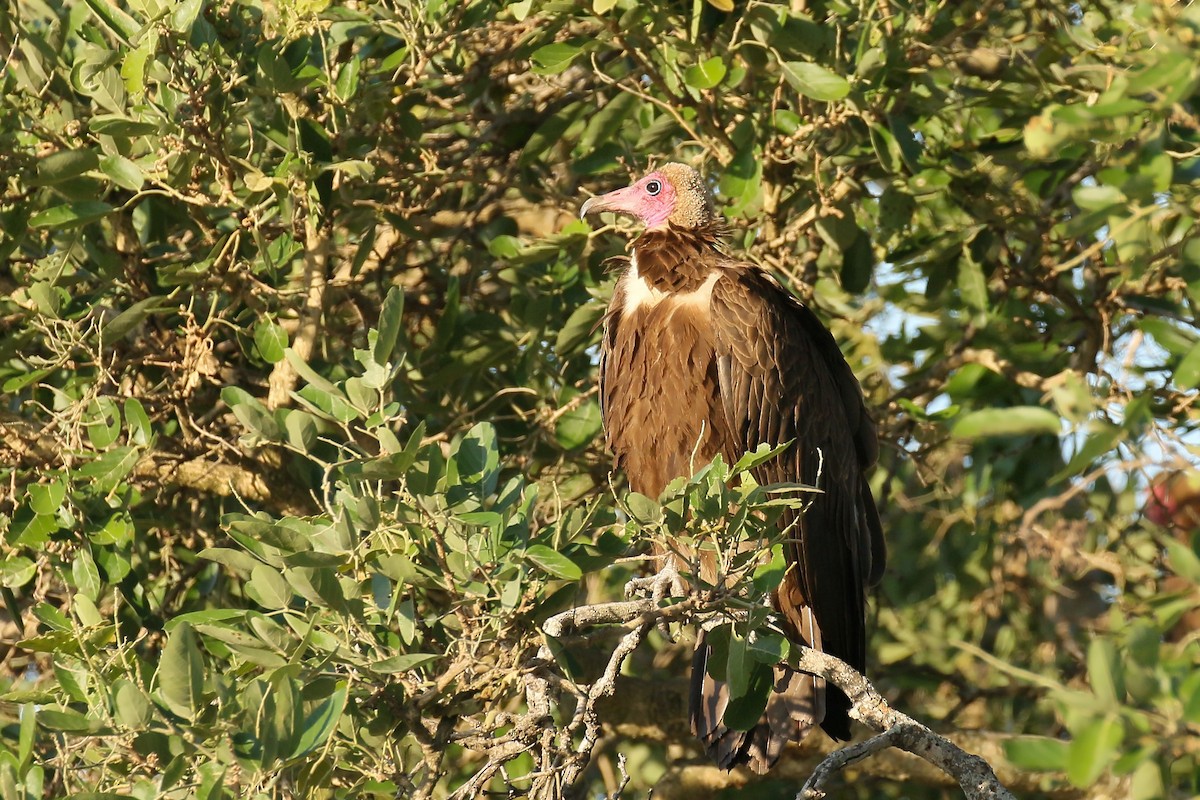 Hooded Vulture - ML580327141