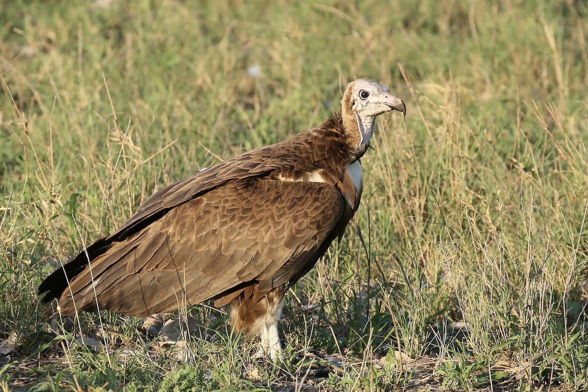 Hooded Vulture - ML580327151