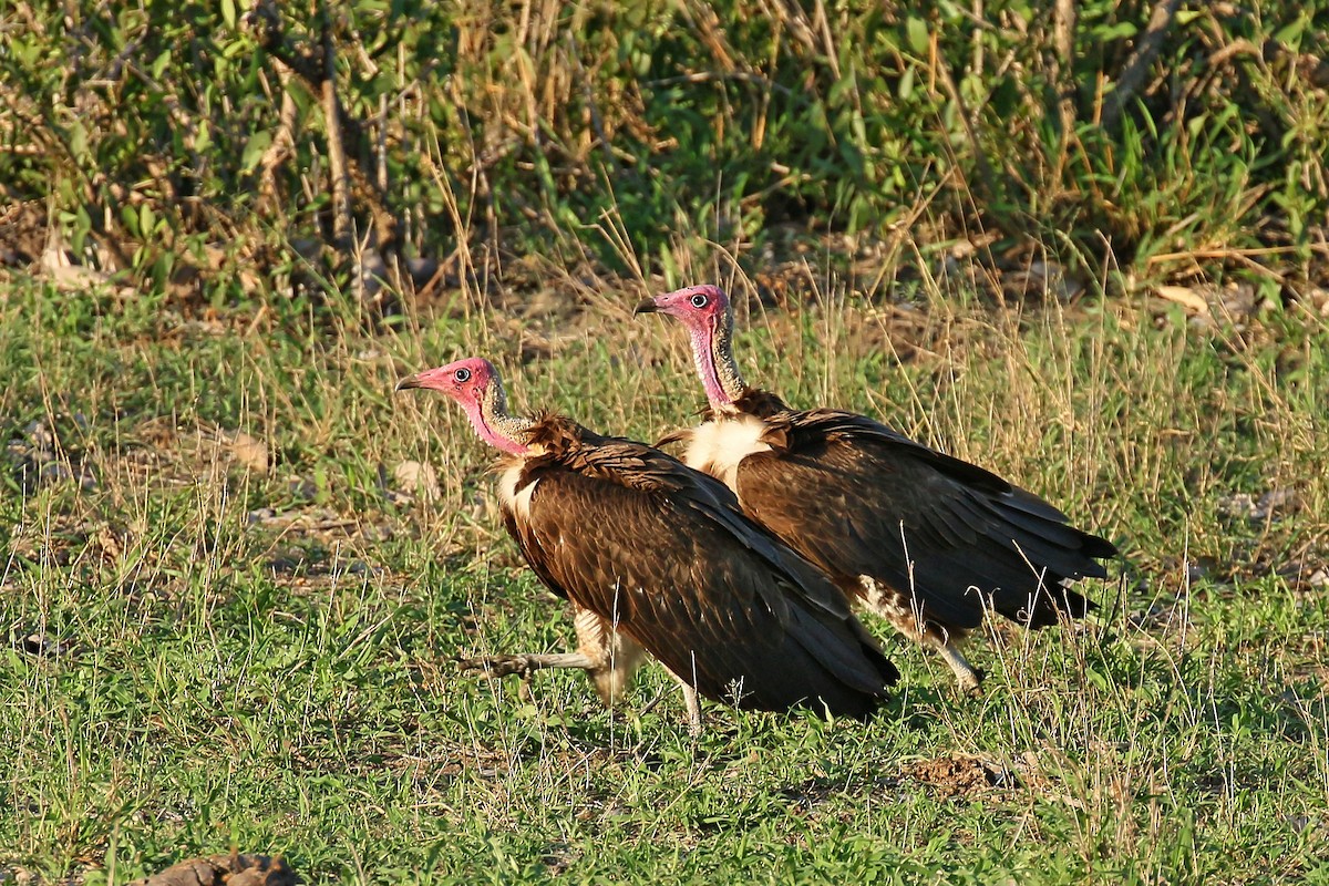 Hooded Vulture - ML580327181