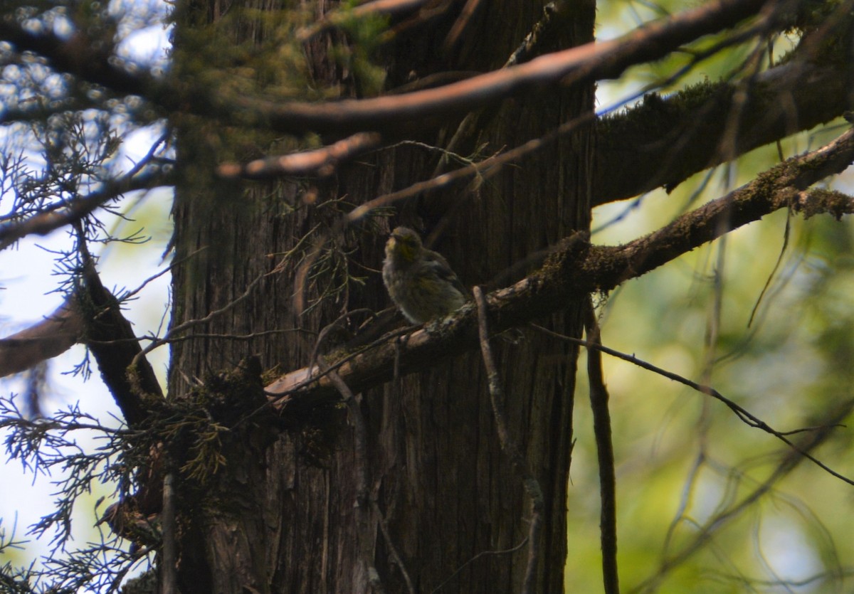 Black-throated Green Warbler - ML580327331