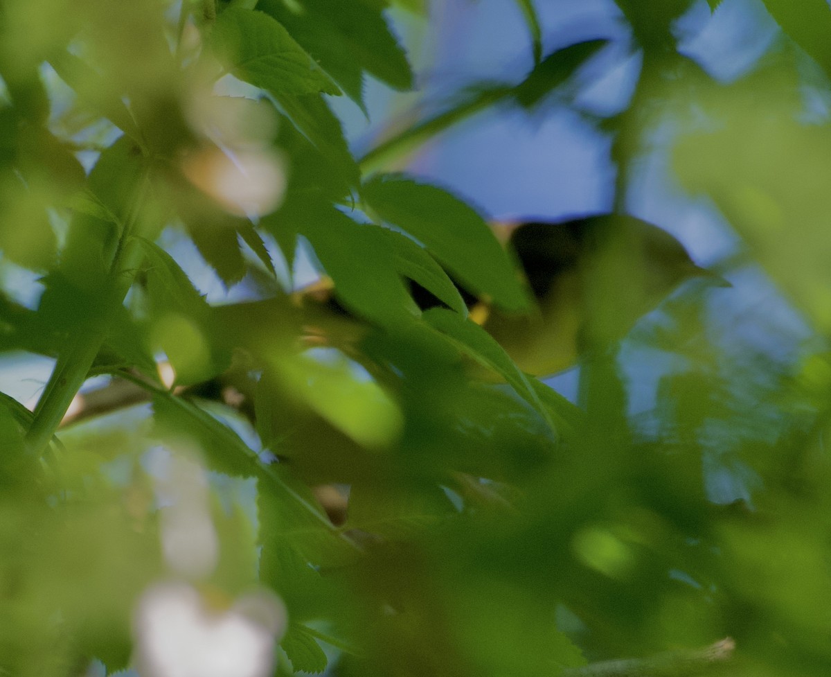 Mourning Warbler - ML580327491