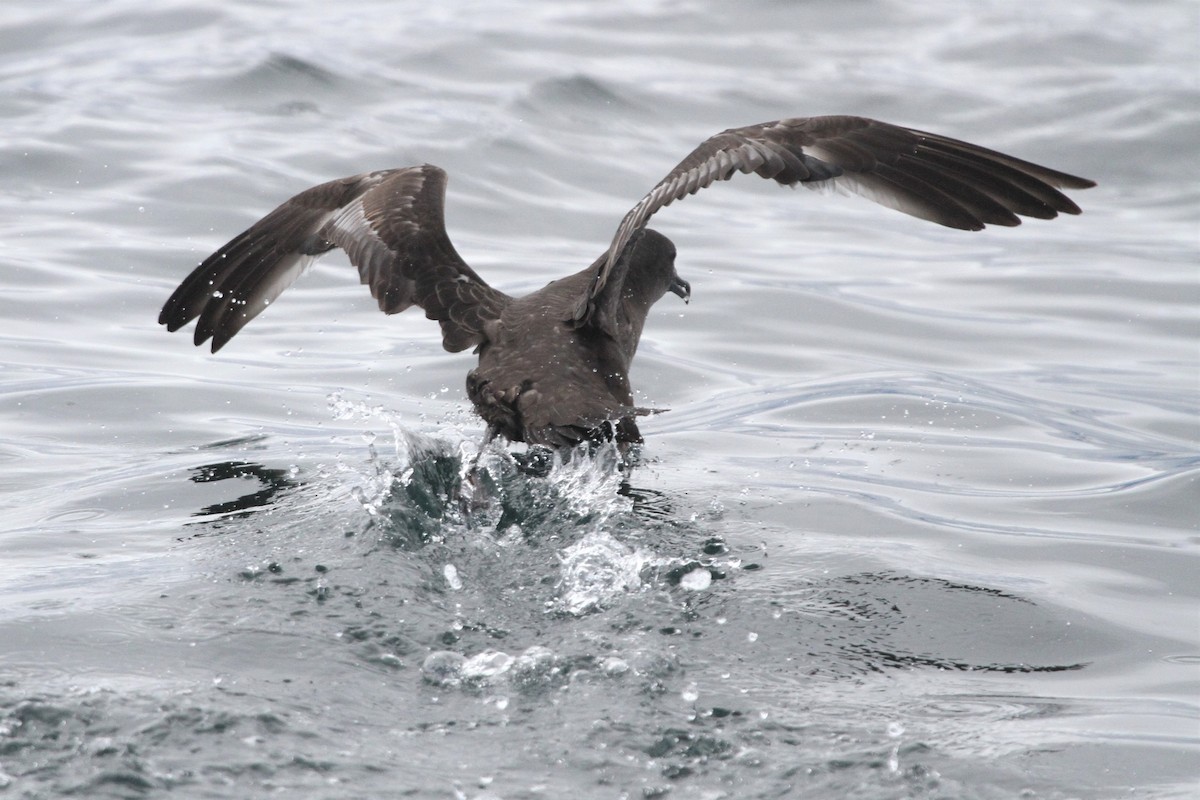 Sooty Shearwater - ML580327921