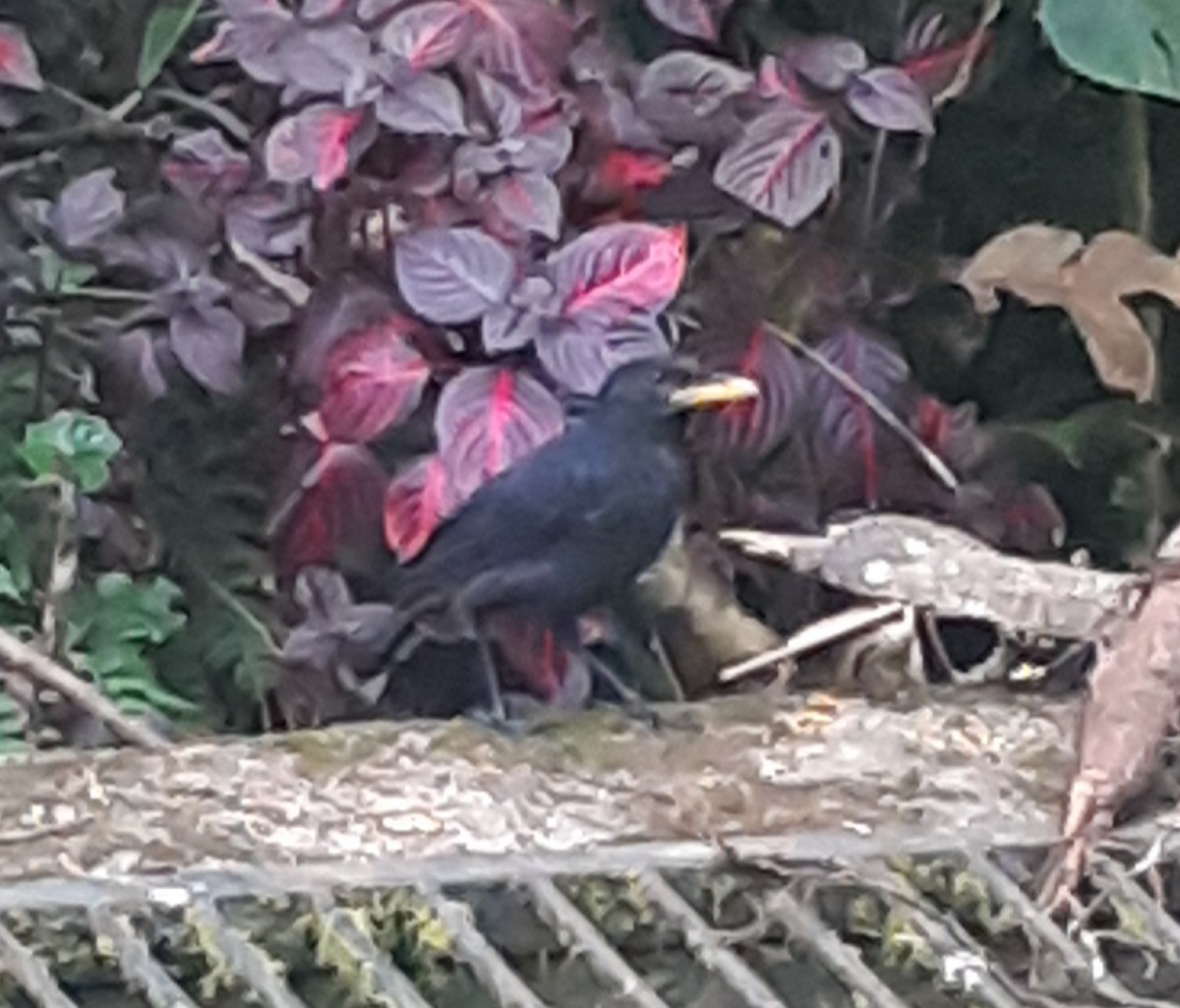 Blue Whistling-Thrush - John Howes