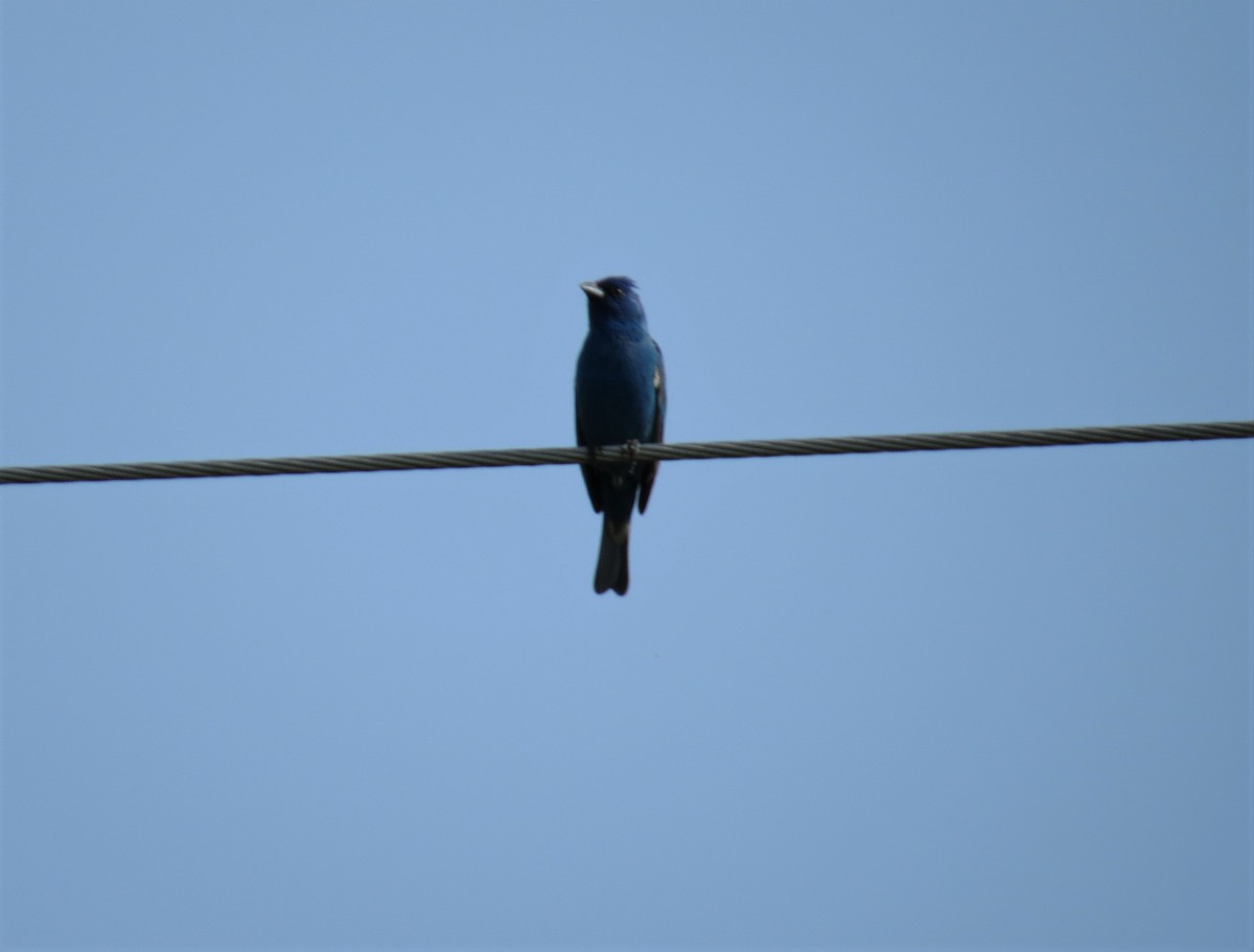 Indigo Bunting - ML580329681