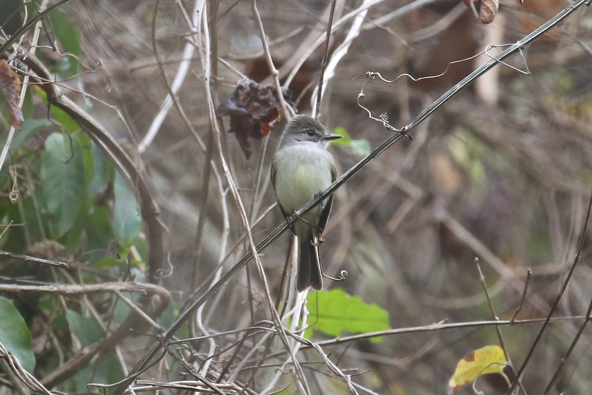 Flammulated Flycatcher - ML580330181