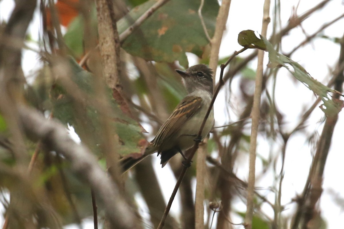 Flammulated Flycatcher - ML580330191