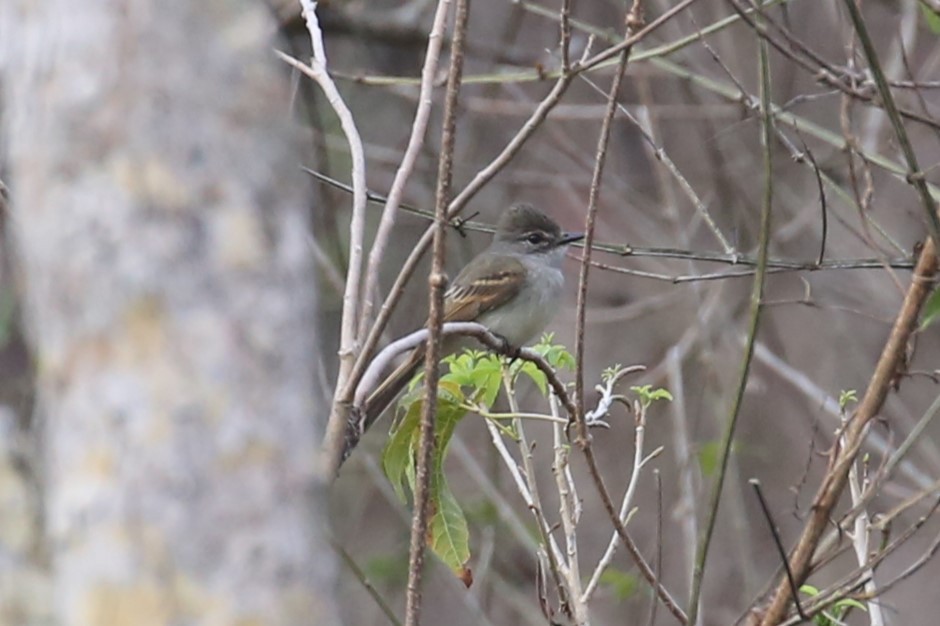Flammulated Flycatcher - ML580330231