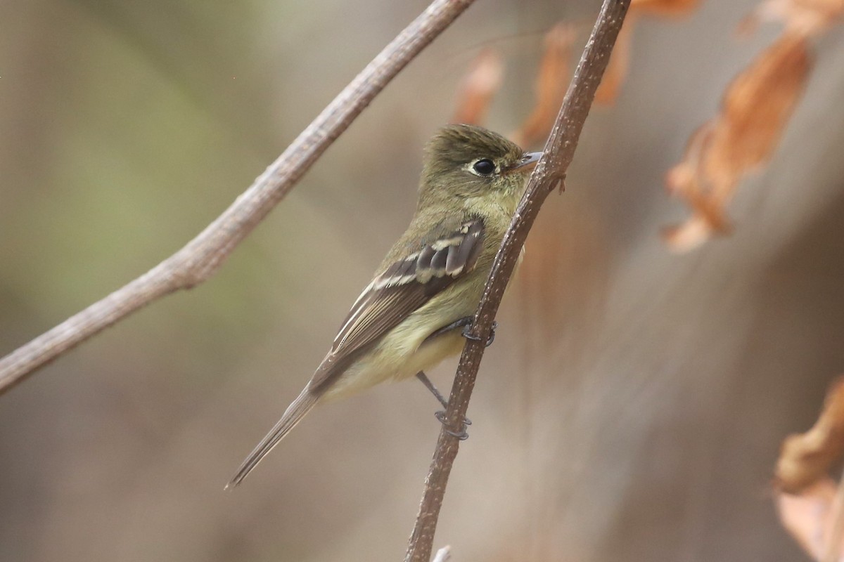 Western Flycatcher (Pacific-slope) - ML580330261