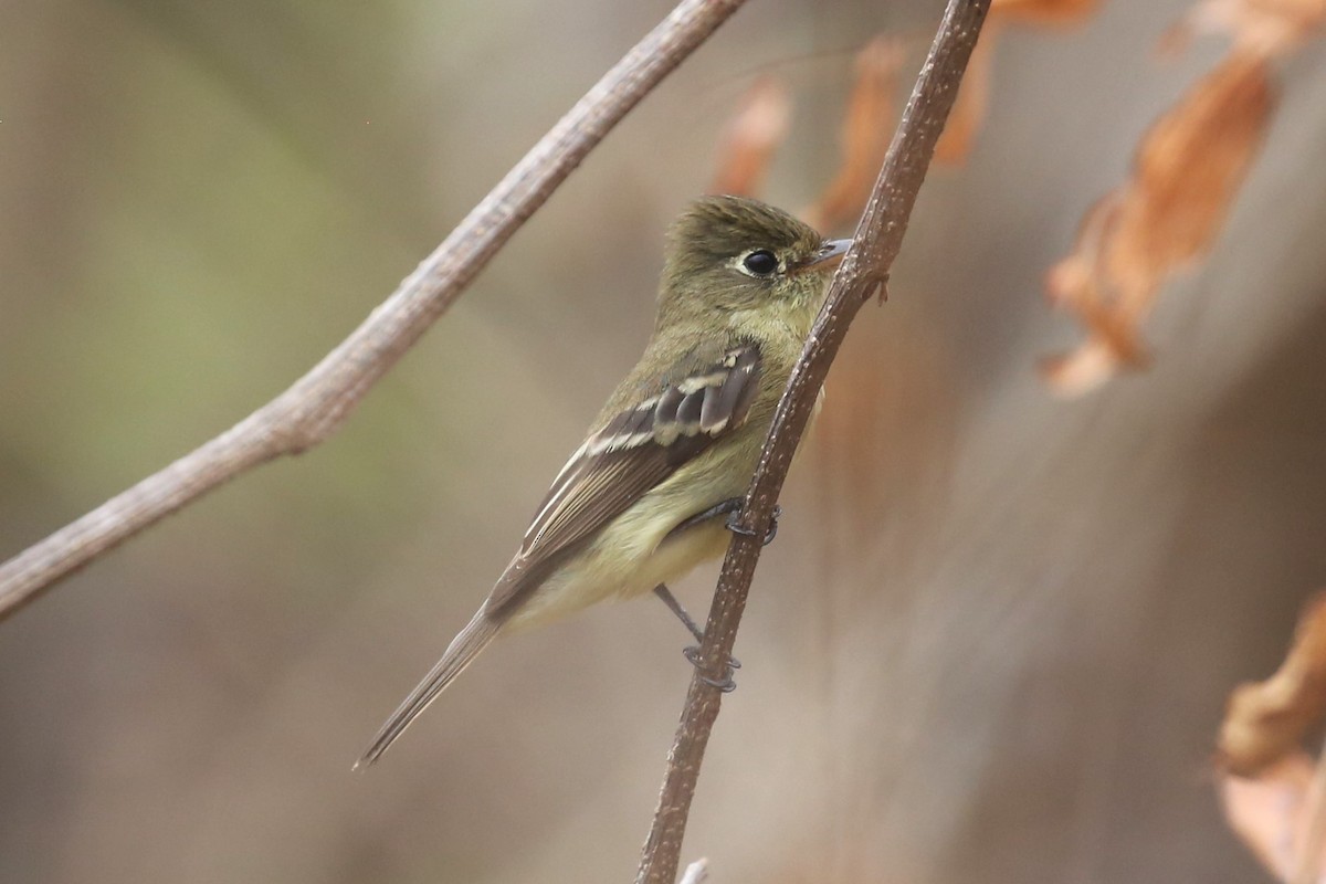 Western Flycatcher (Pacific-slope) - Charles Davies