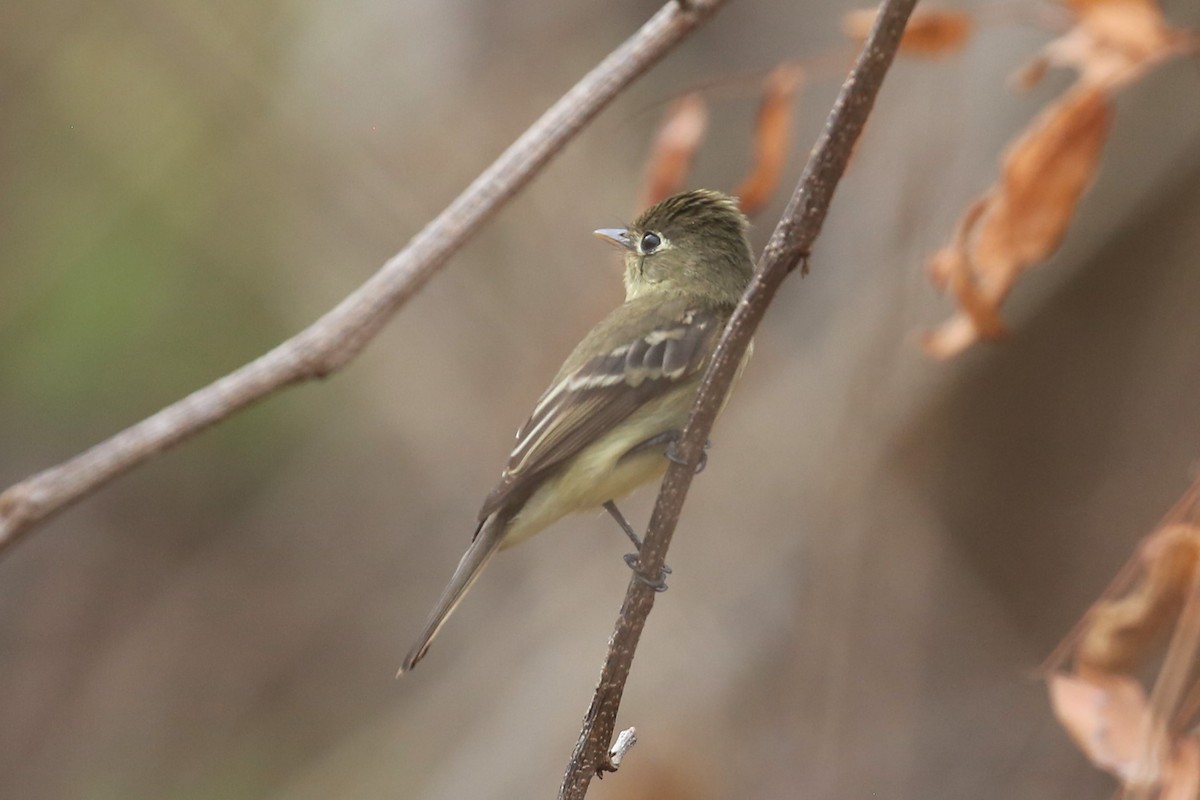 Western Flycatcher (Pacific-slope) - ML580330271