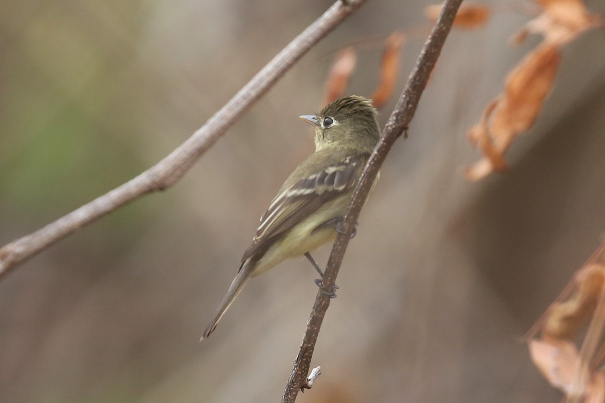 Western Flycatcher (Pacific-slope) - Charles Davies