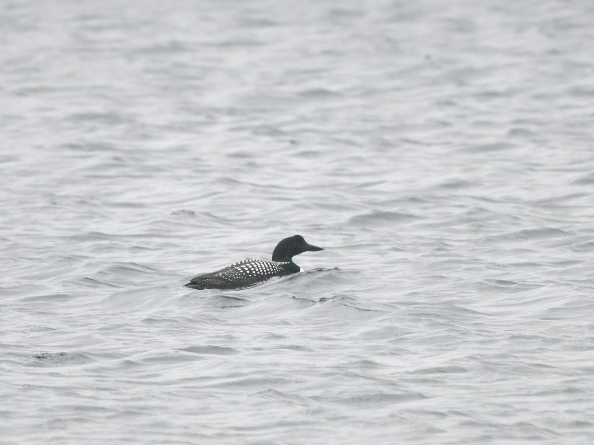 Common Loon - ML580330811