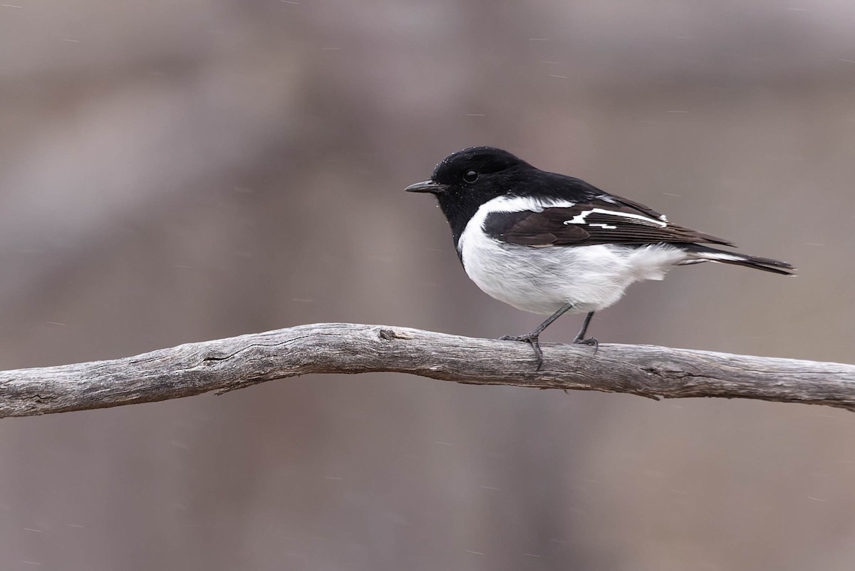 Hooded Robin - ML580330831