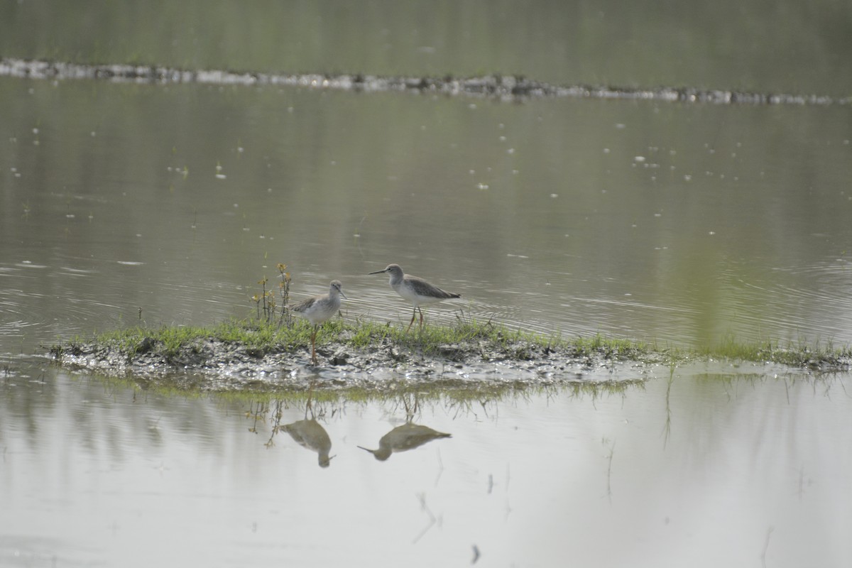 Common Redshank - ML580331891