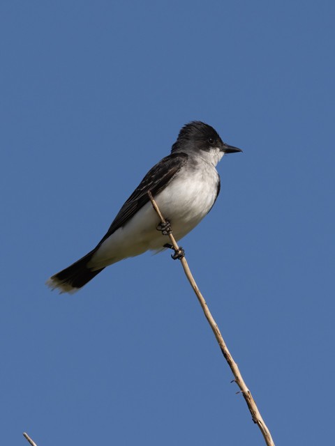 Eastern Kingbird - ML580333261