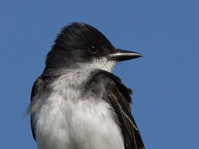 Eastern Kingbird - ML580333281