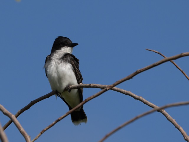 Eastern Kingbird - ML580333291