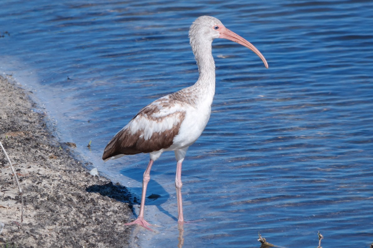 ibis bílý - ML58033441