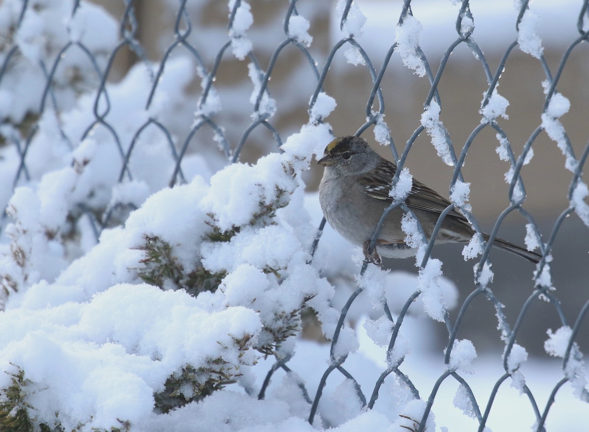 Golden-crowned Sparrow - ML580334551