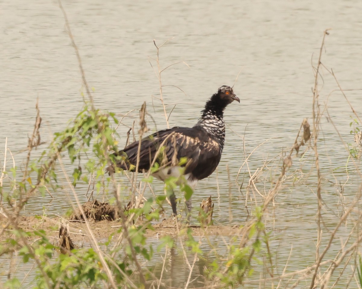 Horned Screamer - ML580334721