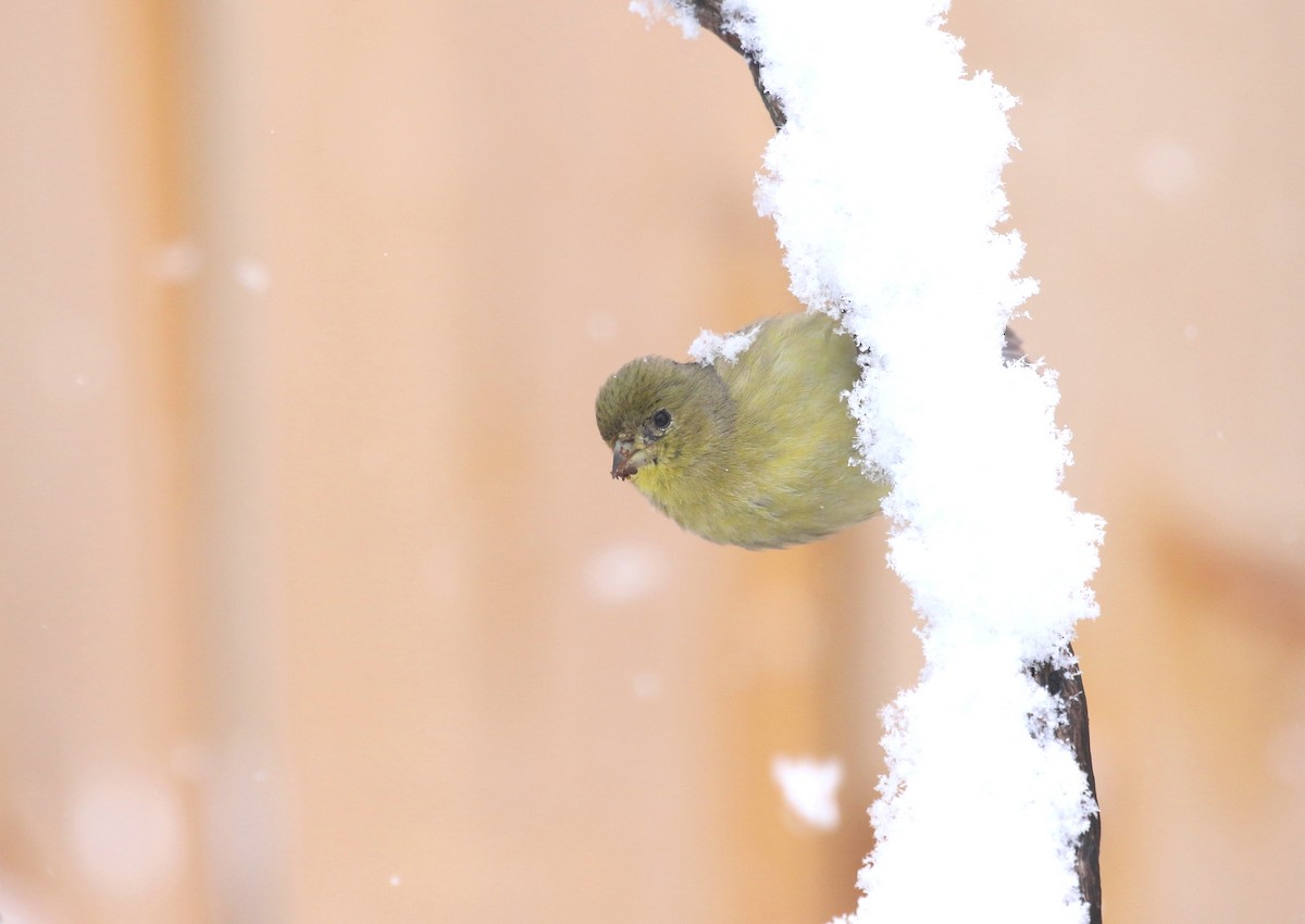 Lesser Goldfinch - Aaron Graham