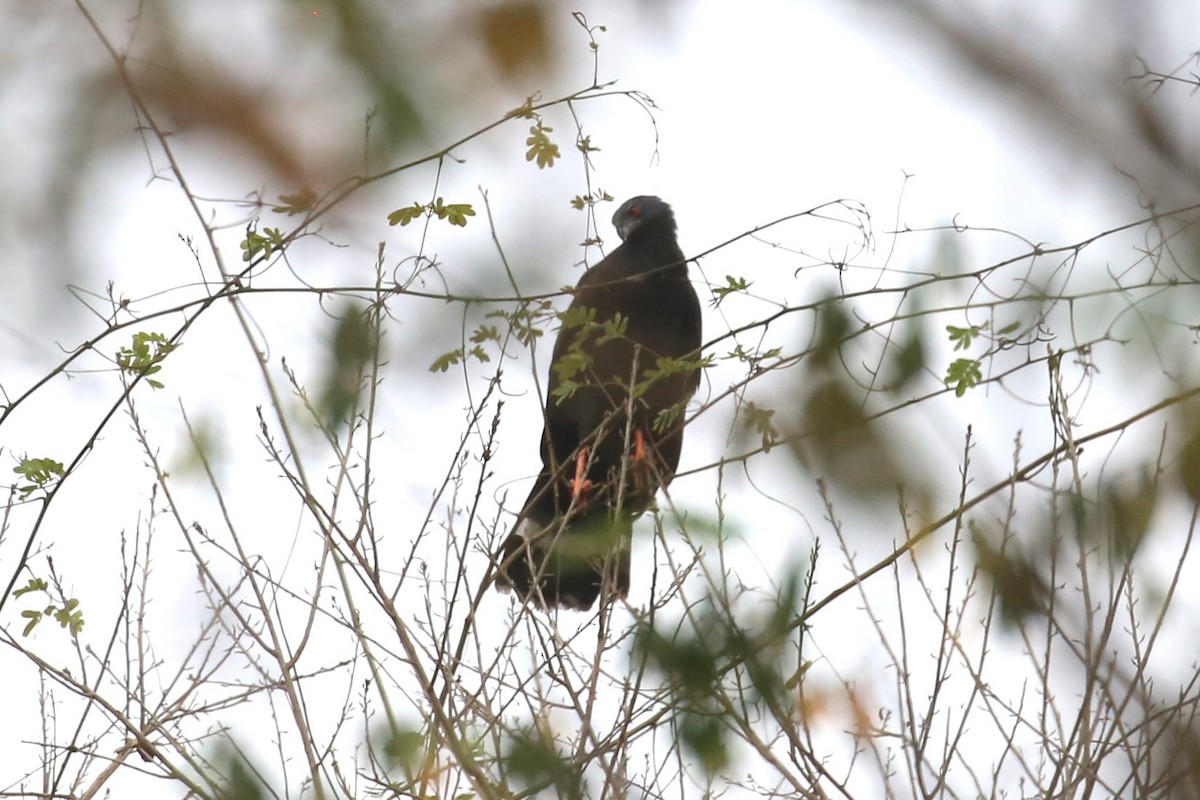 Crane Hawk - ML580335461