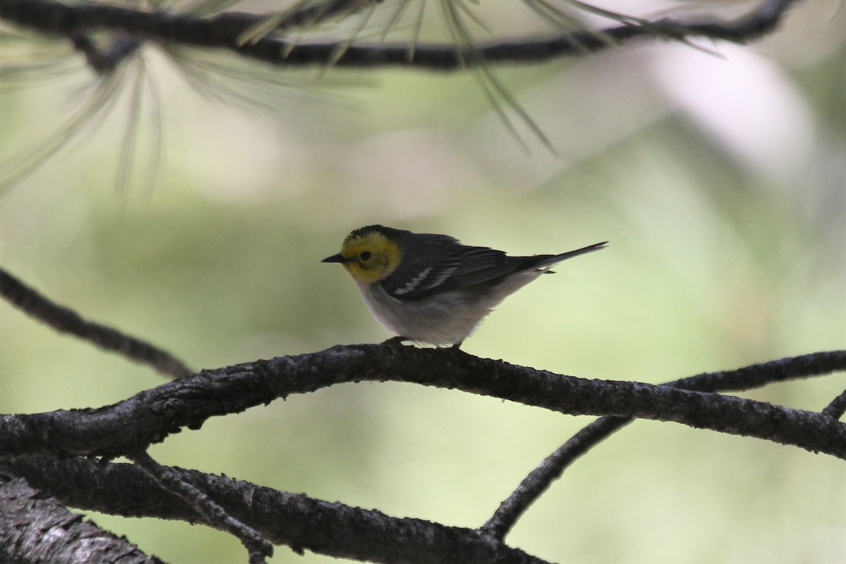 Hermit Warbler - ML580336011