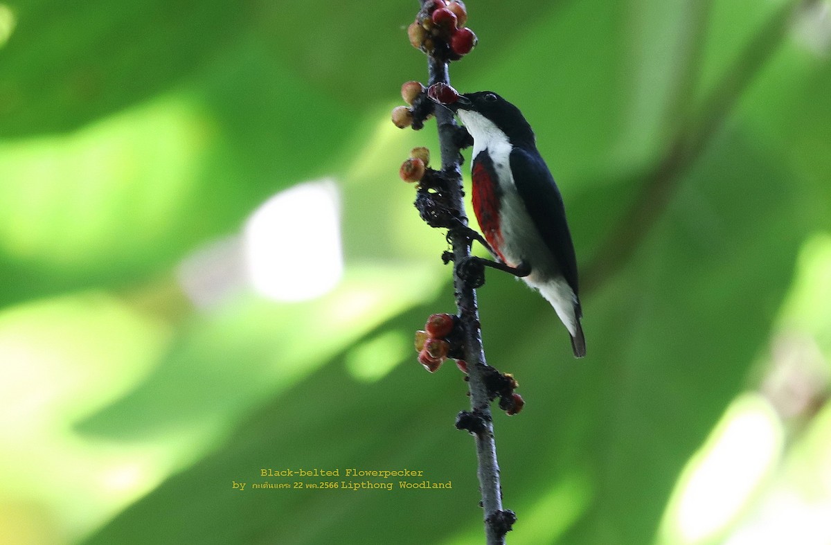 Black-belted Flowerpecker - Argrit Boonsanguan
