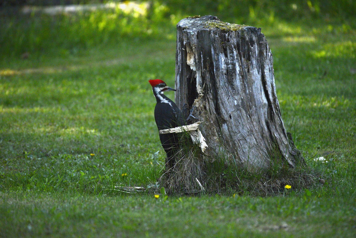 Pileated Woodpecker - ML580336871