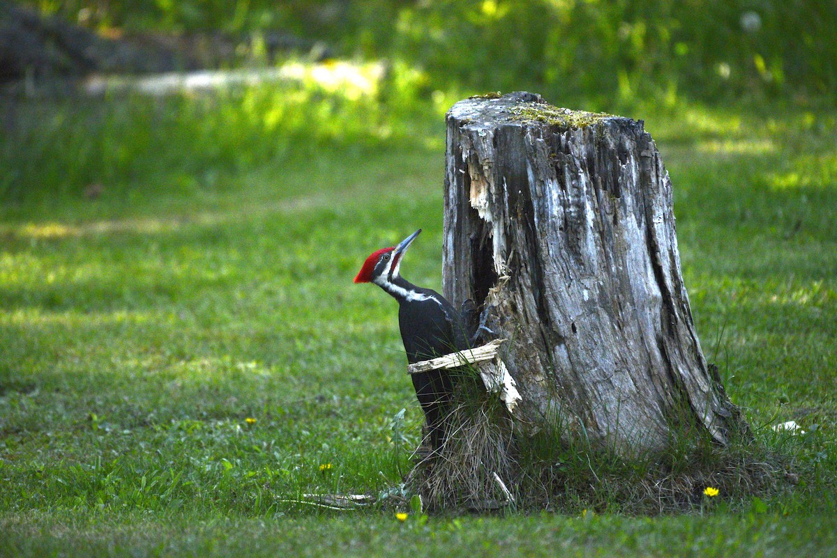 Pileated Woodpecker - ML580337001