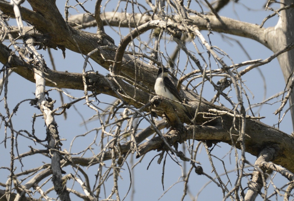 Eastern Kingbird - ML580338241