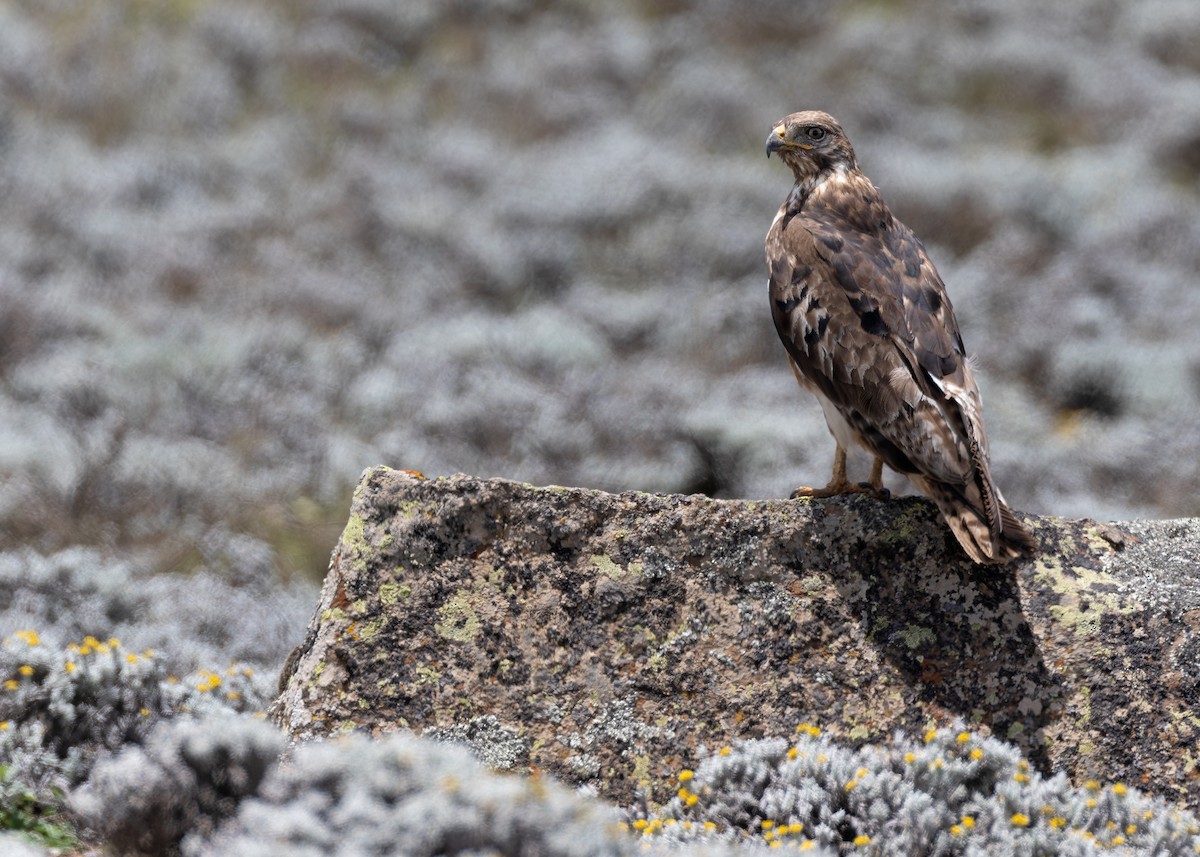 Augur Buzzard (Augur) - ML580339711