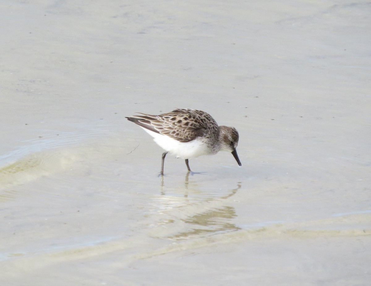 Semipalmated Sandpiper - ML580339981