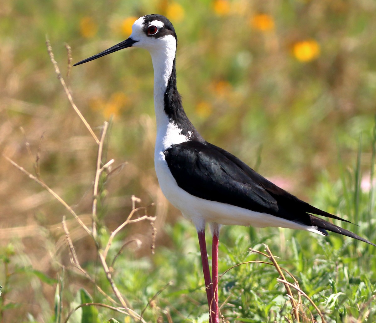 Cigüeñuela Cuellinegra - ML58034001