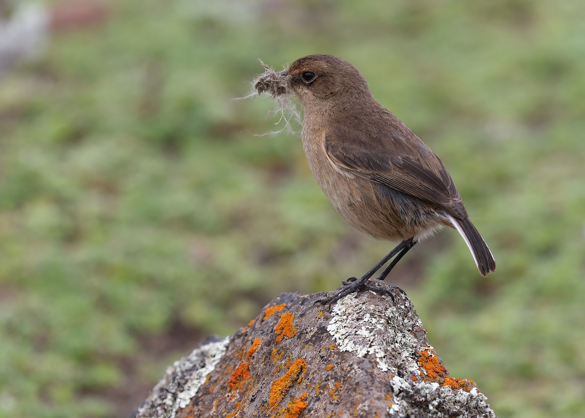 Moorland Chat (Abyssinian) - ML580340101