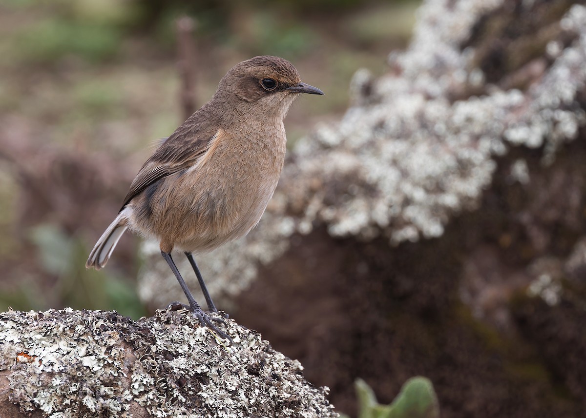 Moorland Chat (Abyssinian) - Ayuwat Jearwattanakanok