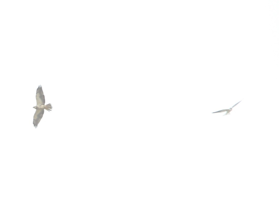 White-tailed Kite - ML580341101