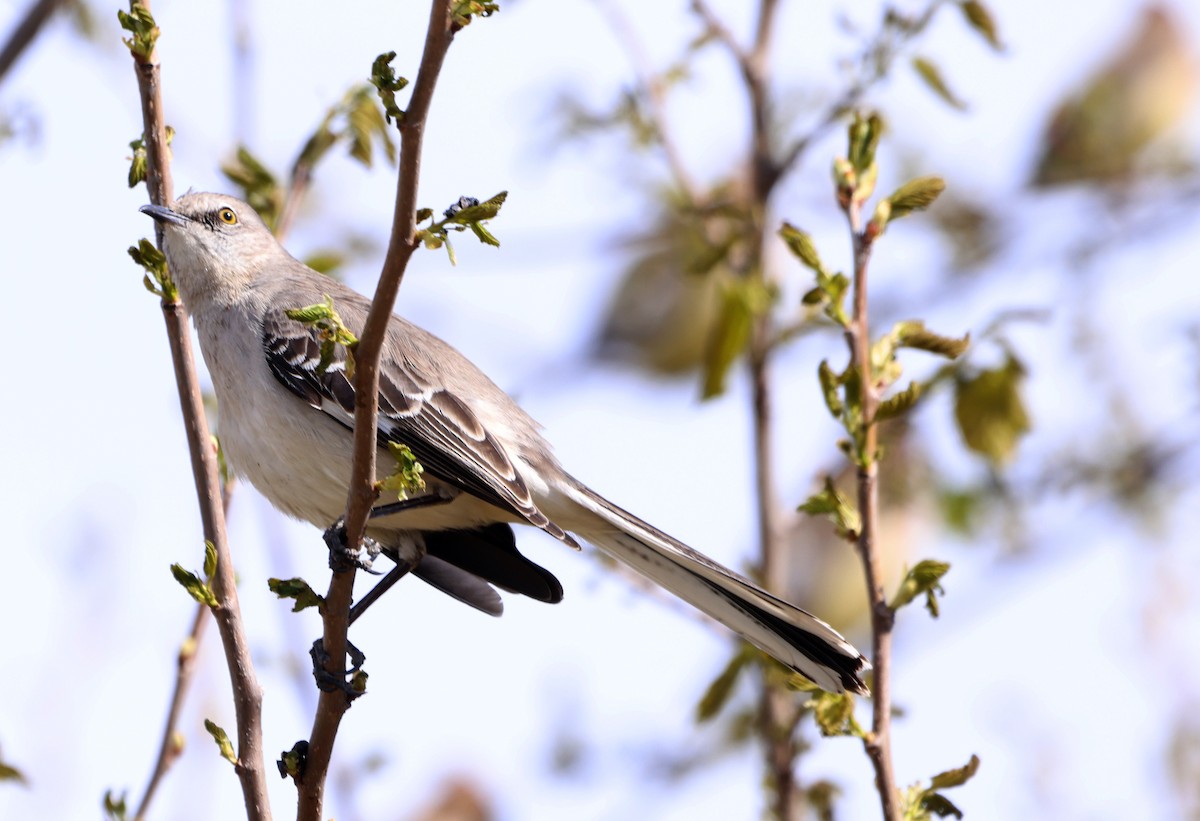 Northern Mockingbird - Sarah Morris