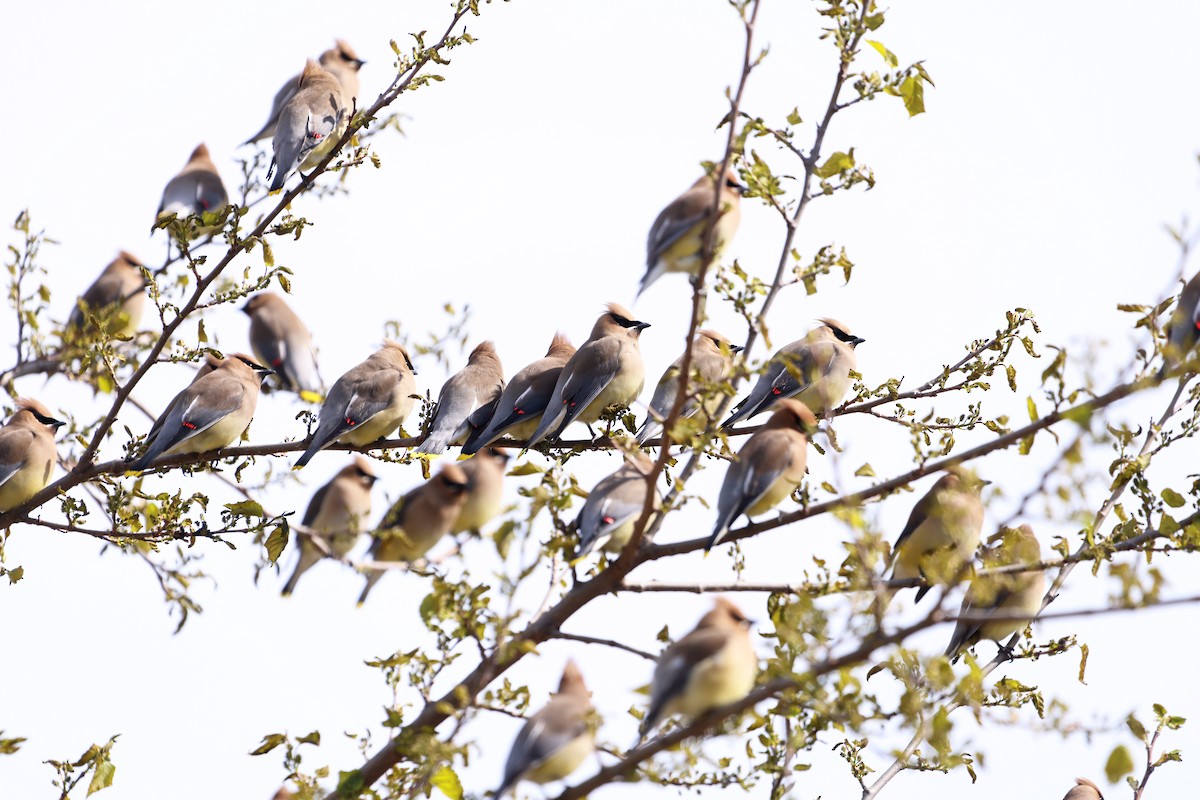 Cedar Waxwing - Sarah Morris