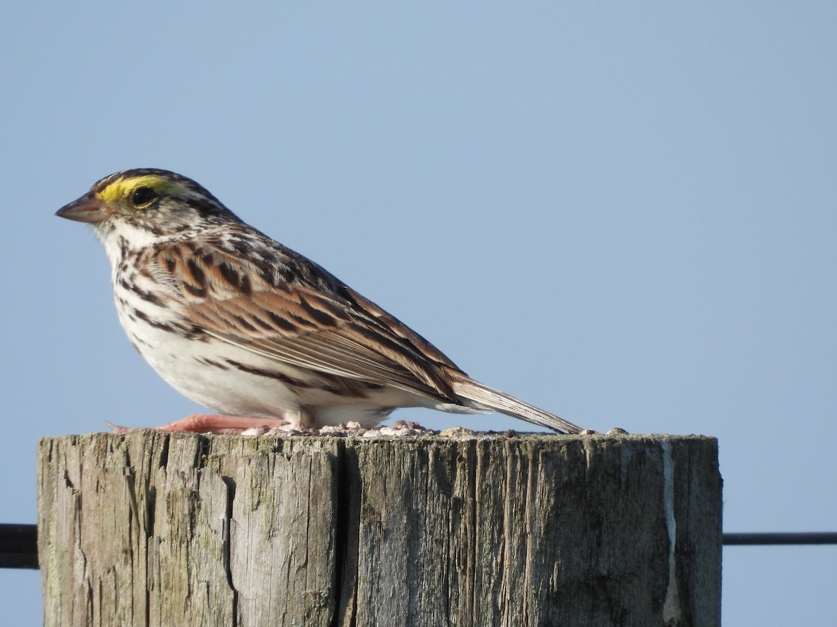 Savannah Sparrow - ML580343601