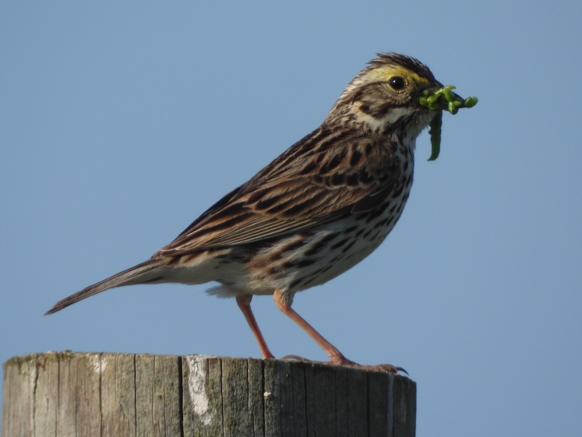 Savannah Sparrow - ML580343701