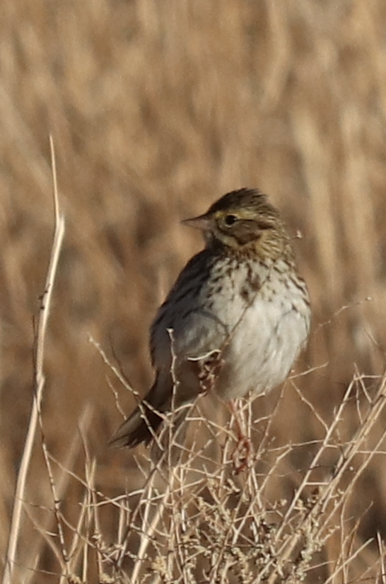 Savannah Sparrow - ML580344041