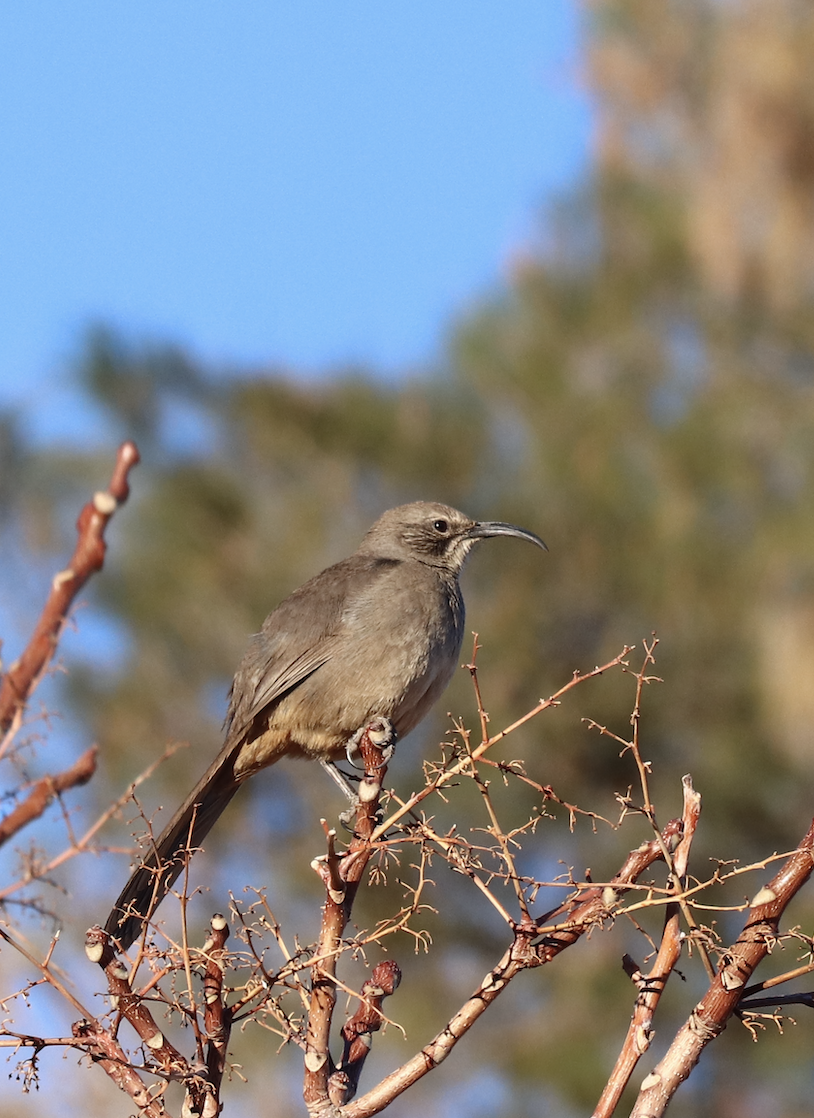 California Thrasher - ML580344911